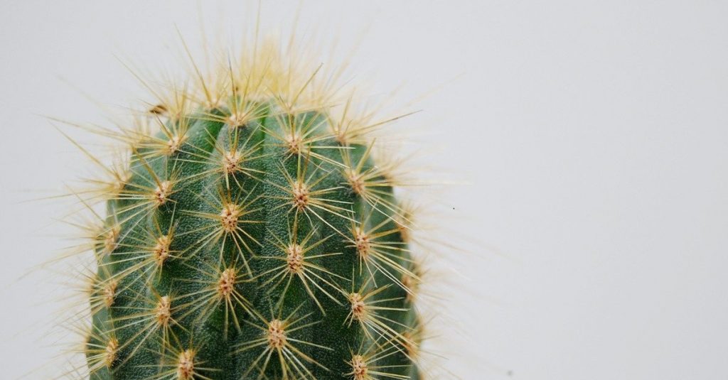 Cactus managing a difficult employee