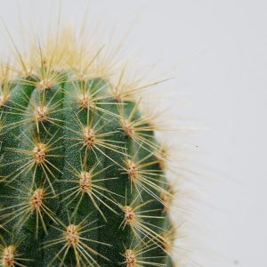 Cactus managing a difficult employee