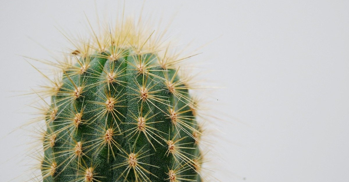 Cactus managing a difficult employee